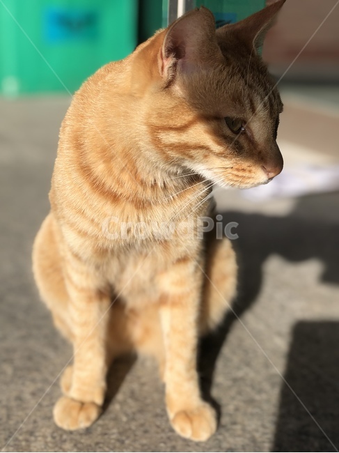 고양이,치즈냥이,동물,애완동물,야생동물,냐옹,한국고양이,때껄룩,mammal,animal,포유류,cat,pet,귀여움,복슬복슬,부드러움,냥냥이,줄무늬,cute,동물,animal,포유류,mammal,고양이,cat,kitten,kitty