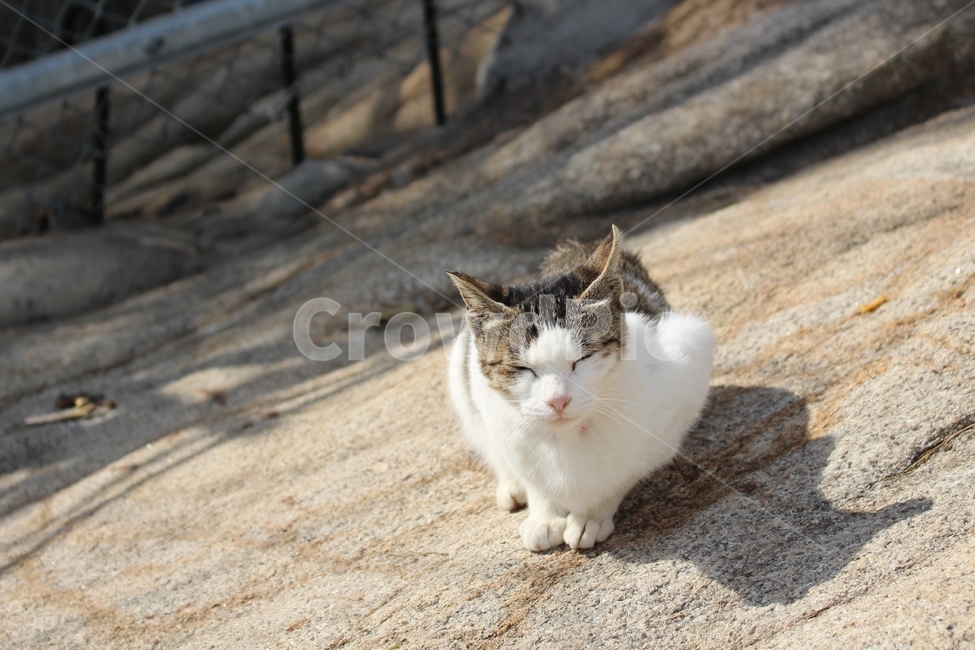고양이,야옹,산,자연,야생,길냥이