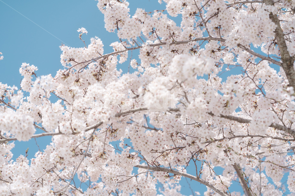 봄꽃,꽃,벚꽃,spring,자연,봄,계절,spring,season,식물,자연,plants,nature,꽃,flower,plant,blossom