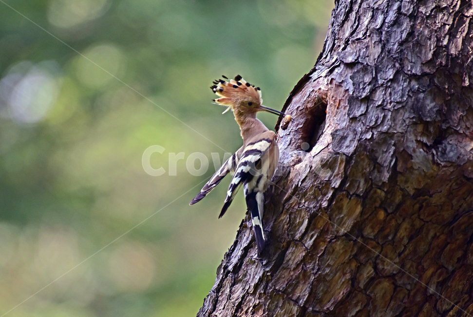후드티,hoopoe,upupaepops,철새,여름철새,조류,여름새,파도비행,오디새,동물,animal,조류,새,birds