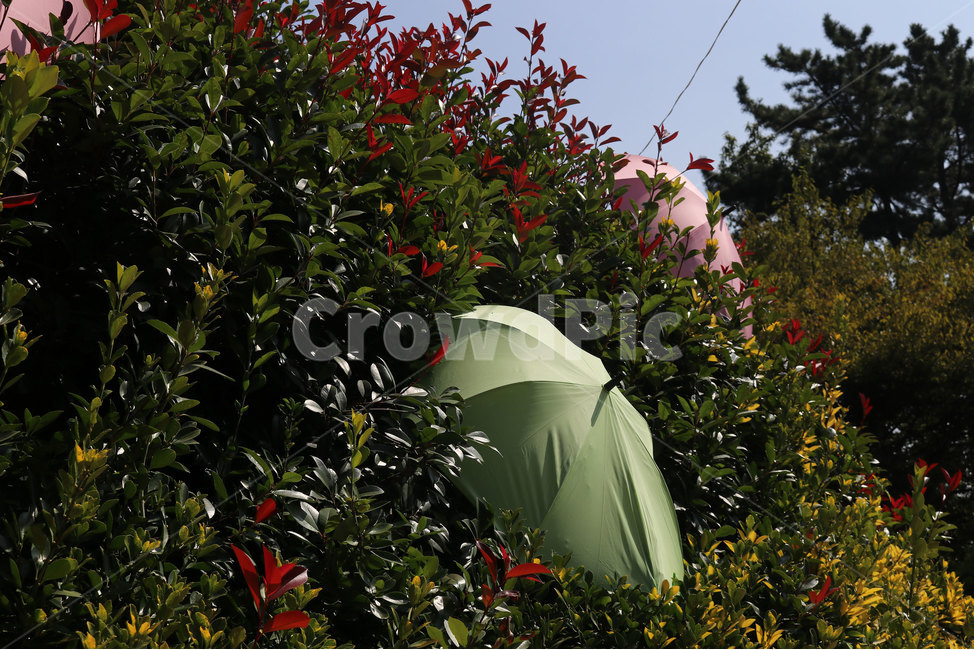 우산,식물,꽃,감성,풍경,자연,식물,자연,plants,nature,꽃,flower
