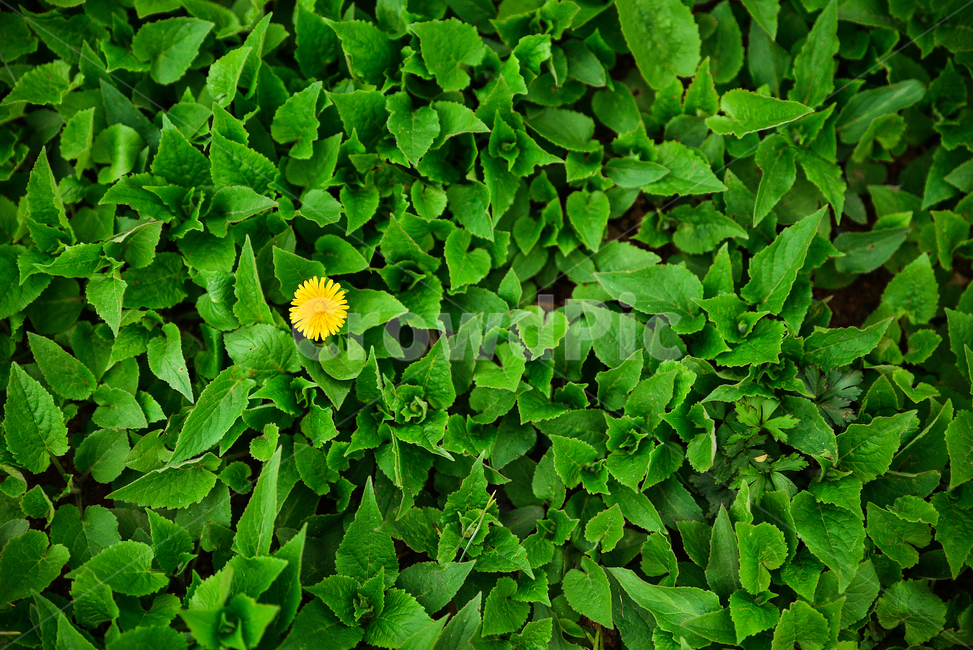 식물,plant,녹색,green,flower