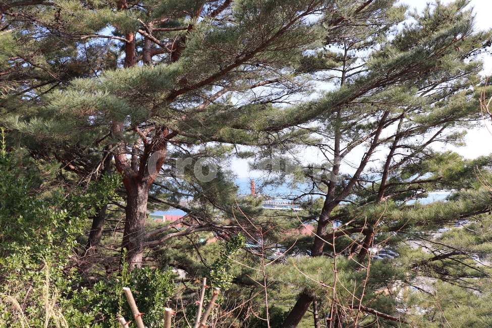 soil,흙,nature,자연,outdoors,모래언덕,dune,모래,sand,옥외,바다,하늘,sky,ocean,sea,beach,해변,풍경,tree,나무,plant,식물,등대,lighthouse,treetrunk,나무줄기