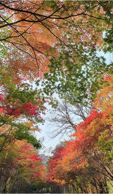 가을,나무,하늘,배경,단풍,잎,가을,계절,fall,autumn,season,tree,maple,plant,식물,leaf
