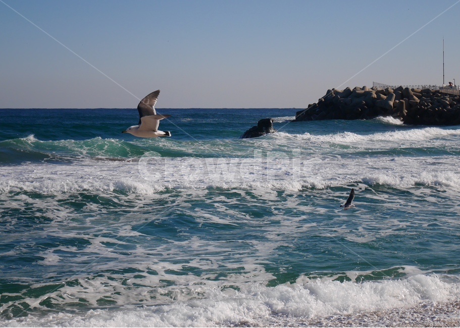 겨울바다,겨울,해변,beach,갈매기,seagull,강릉,동물,animal,조류,새,birds