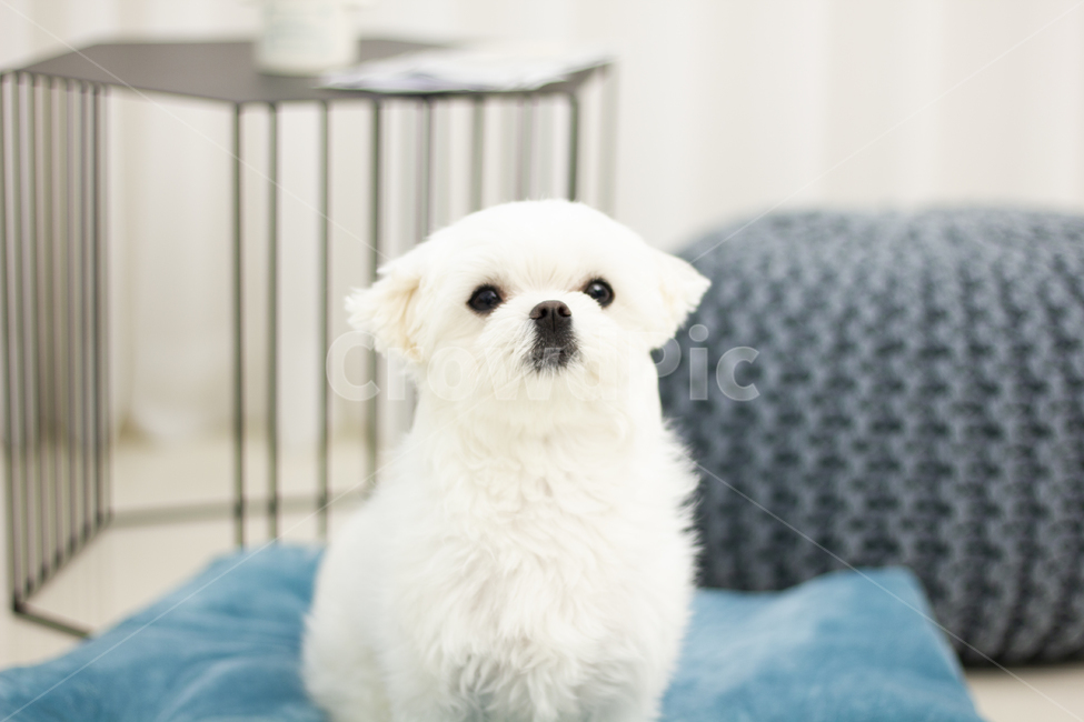 animal,동물,pet,dog,개,puppy,강아지,말티즈,maltese,동물,animal,포유류,mammal,개,강아지,dog,doggy
