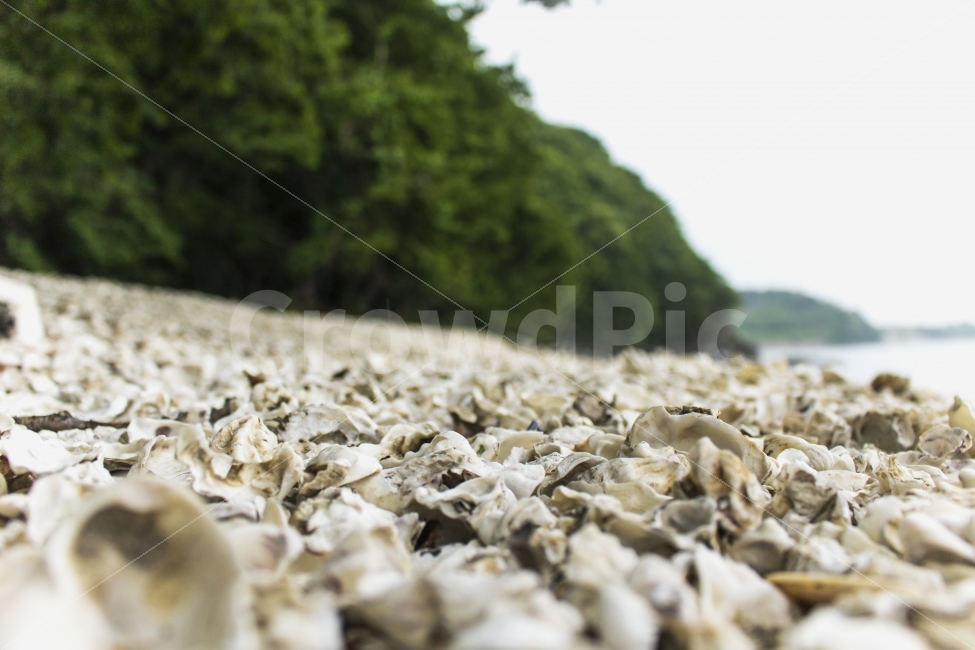 영흥도,십리포해수욕장,십리포,바다,조개,해변,바다,beach,sea