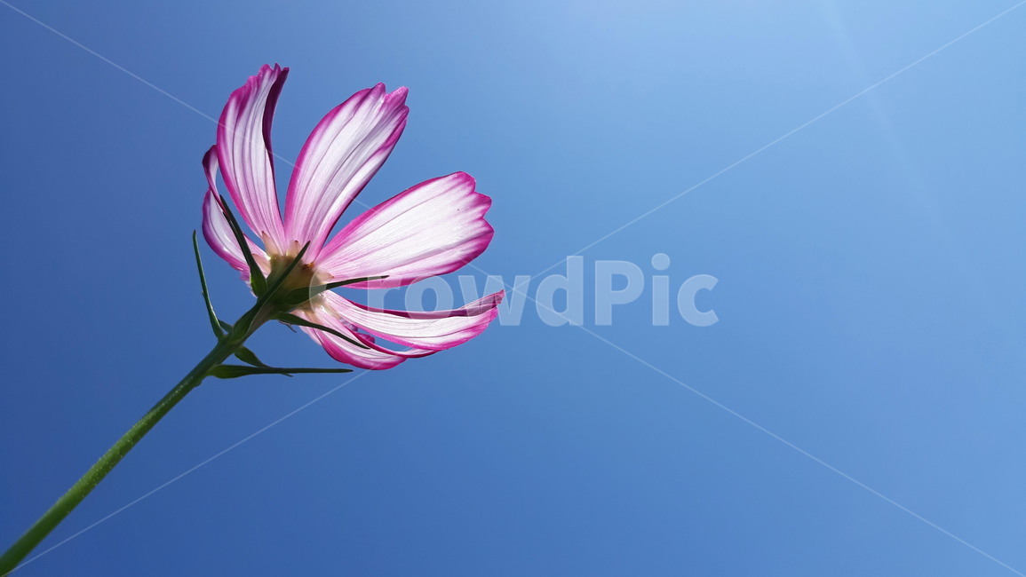 꽃,코스모스,가을,가을하늘,가을꽃,plant,식물,flower,감성사진,계절,자연,nature,색감,color,가을,계절,fall,autumn,season,식물,자연,plants,nature,꽃,flower,geranium,제라늄,blossom,petal,꽃잎