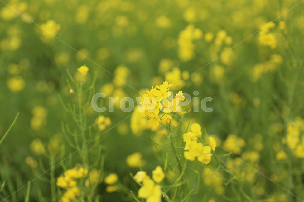 꽃,유채꽃,유채,봄,들,들판,자연,nature,식물,plant