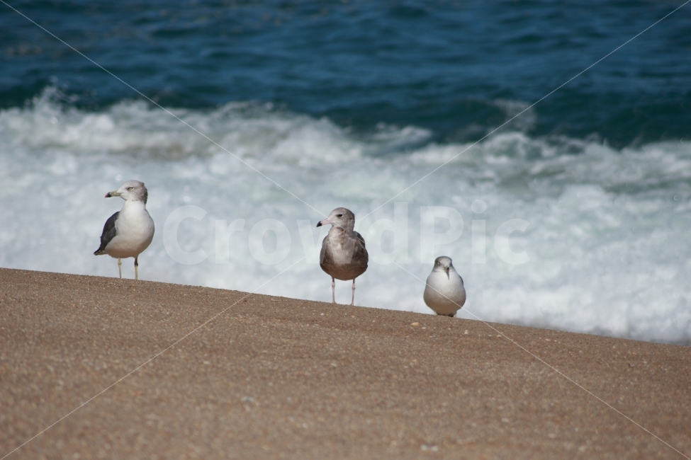 동물,새,조류,갈매기,바다,파도,세마리,3마리,서있는,해변,자연,자연풍경,gull,해변가,바닷가,sea,해변,바다,beach,sea,동물,animal,조류,새,birds
