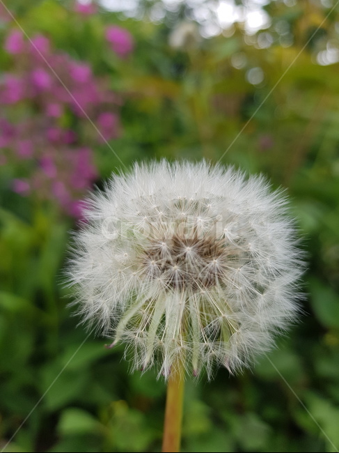 꽃,장미,민들레,민들레홀씨,접사