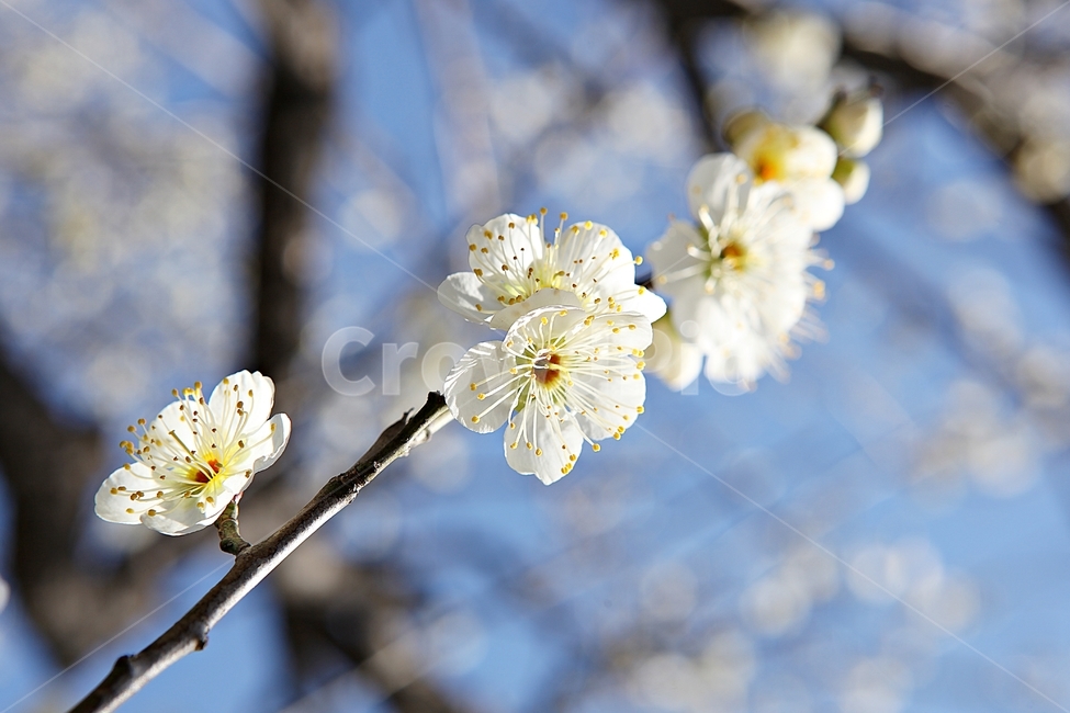 매화,매화꽃,꽃,꽃잎,봄꽃,봄,식물,자연,공원,식물,자연,plants,nature,꽃,flower