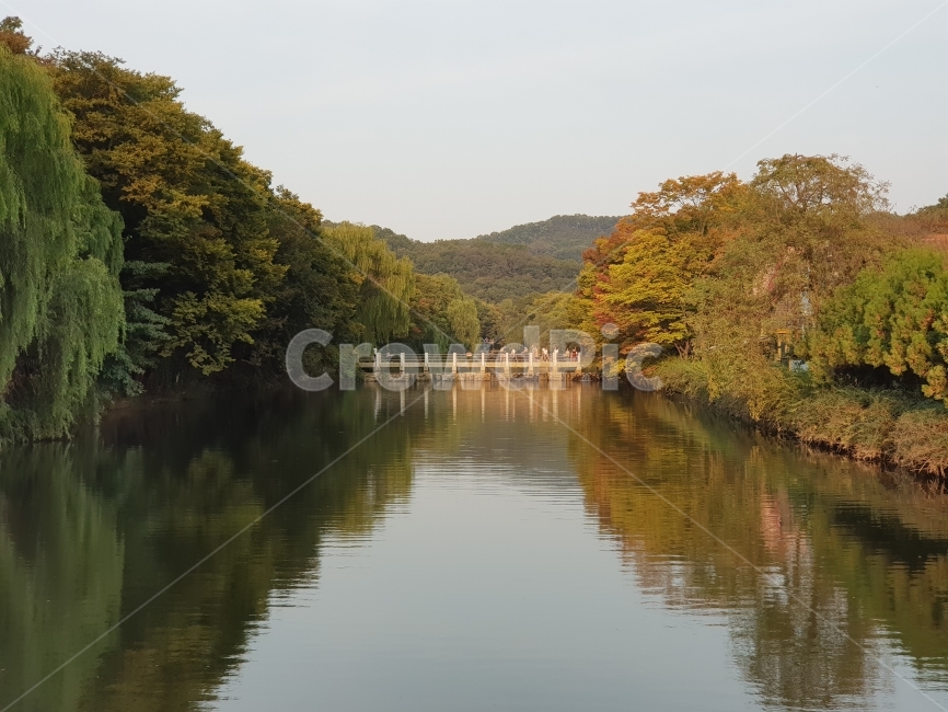 자연,풍경,한국,가을,계절,강가,나무,물들이다,nature,scenery,korea,fall,season,river,tree,Dye,가을,계절,fall,autumn,season,자연,풍경,nature,landscape,water,물,outdoors,옥외