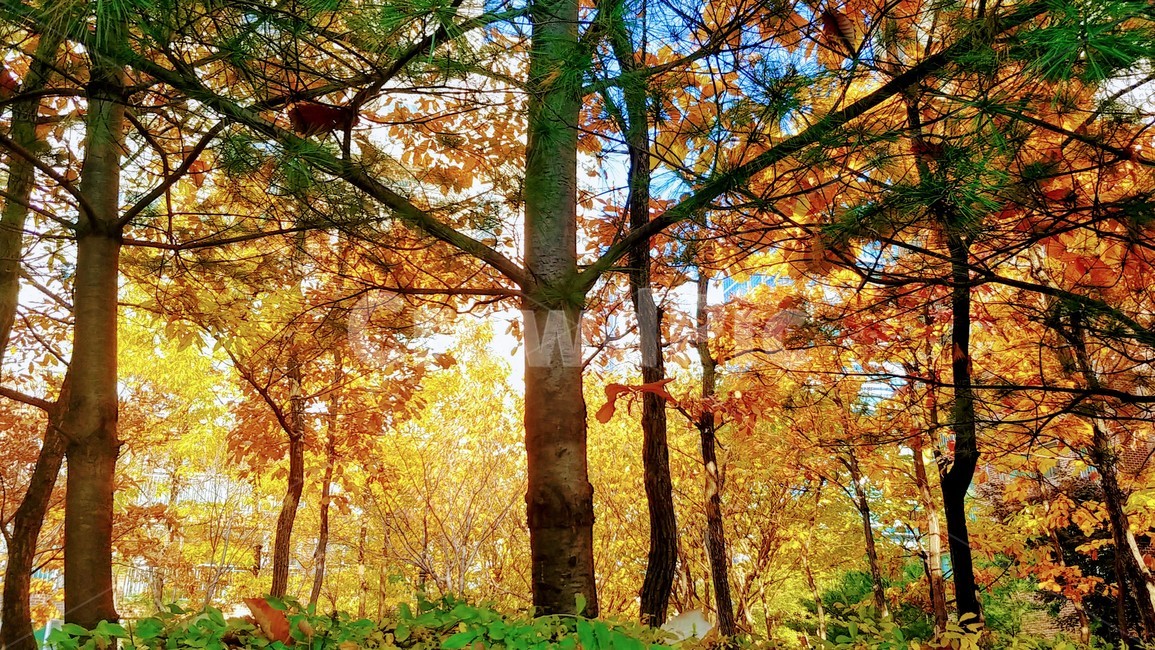 단풍,가을,단풍나무,낙엽,단풍잎,가을,계절,fall,autumn,season,자연,풍경,nature,landscape,tree,나무,plant,식물,tree trunk,나무 줄기