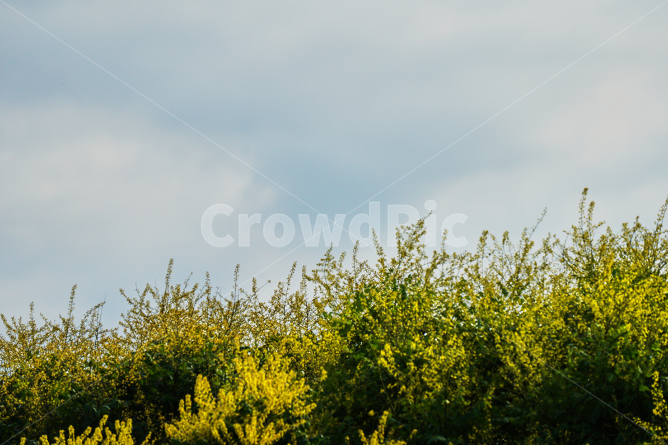 꽃,자연,식물,여름,개나리,노란색,자연,풍경,nature,landscape,outdoors,옥외,grassland,목초지,field,들