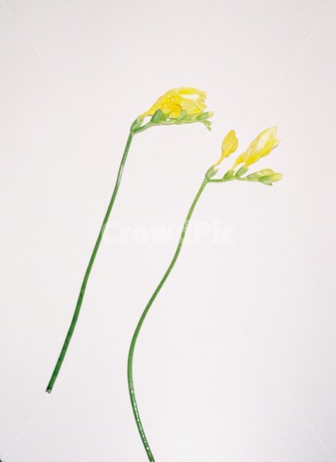 감성사진,꽃,필름,필름사진,프리지아,colorful,freesia,yellow,warm,film,filmcamera,feeling,emotional,식물,자연,plants,nature,꽃,flower