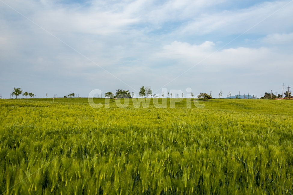 청보리,청보리밭,보리,풍경,landscape,고창청보리밭,봄