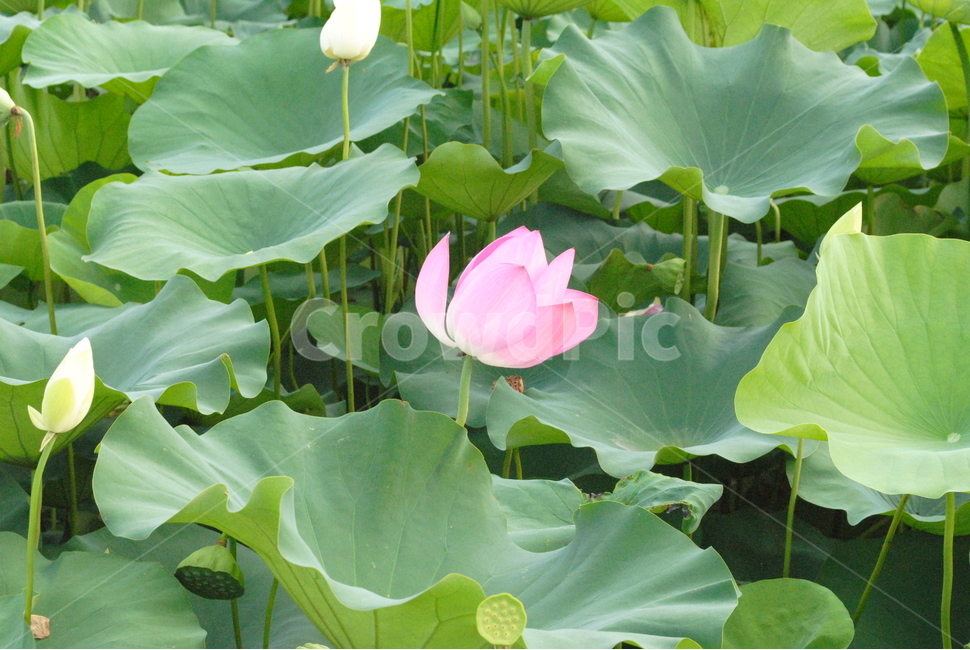 식물,자연,꽃,연꽃,연잎,연,초록,분홍,초여름,여름,식물,자연,plants,nature,꽃,flower