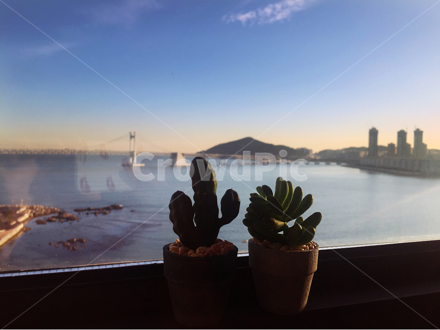 바다,광안리,부산,부산여행,화분,노을,해돋이,하늘,식물,자연,plants,nature,실내용화초,화분,화초,house plant,인테리어,실내디자인,interior design