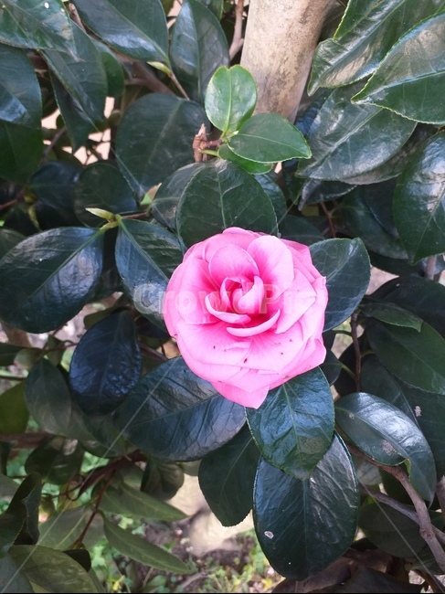 식물,plant,blossom,꽃,동백,식물,자연,plants,nature