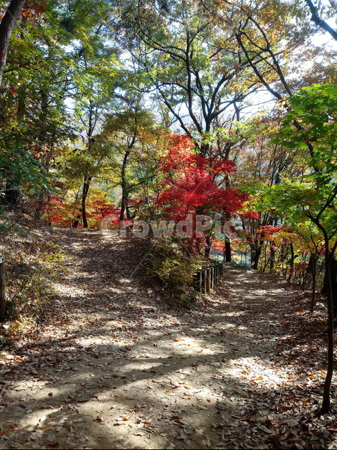 단풍,낙엽,바위,나무,물,자연,옥외,outdoors,road,water,nature,leaf,등산로,산책로,길,가을,풍경,가을,계절,fall,autumn,season,tree,plant,식물