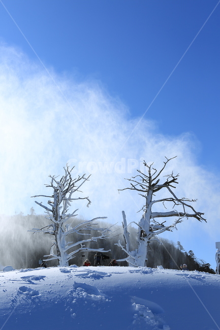 겨울,눈,산,나무,winter,snow,moutain,tree,white,blue,하양,파랑,겨울,계절,winter,season,자연,풍경,nature,landscape,outdoors,옥외