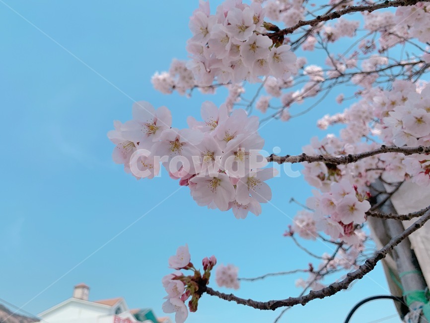 벚꽃,계룡산,계룡산벚꽃,꽃,나무