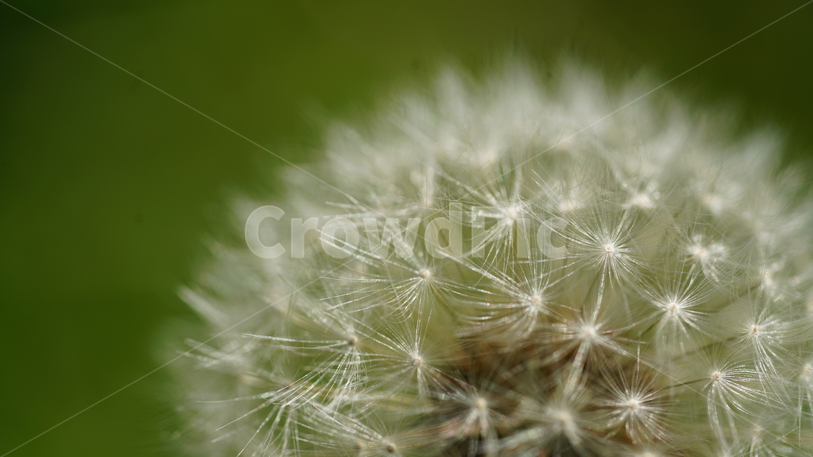 민들레씨앗,바람,접사,꽃씨,들꽃,식물,자연,plants,nature,꽃,flower
