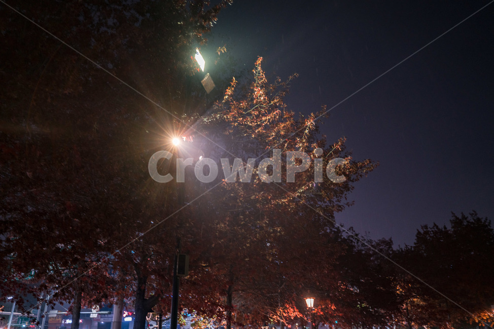 가을,단풍,조명,빛,낙엽,길거리,보케,갈색,밤,저녁,야경,길,autumn,fall,light,maple,maples,road,night,street,가을,계절,fall,autumn,season,자연,풍경,nature,landscape,야경,밤,nightscape,night,flare,플레어