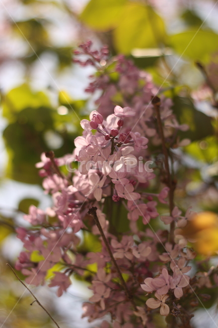봄꽃,꽃,식물,라일락,수수꽃다리,lilac,flower