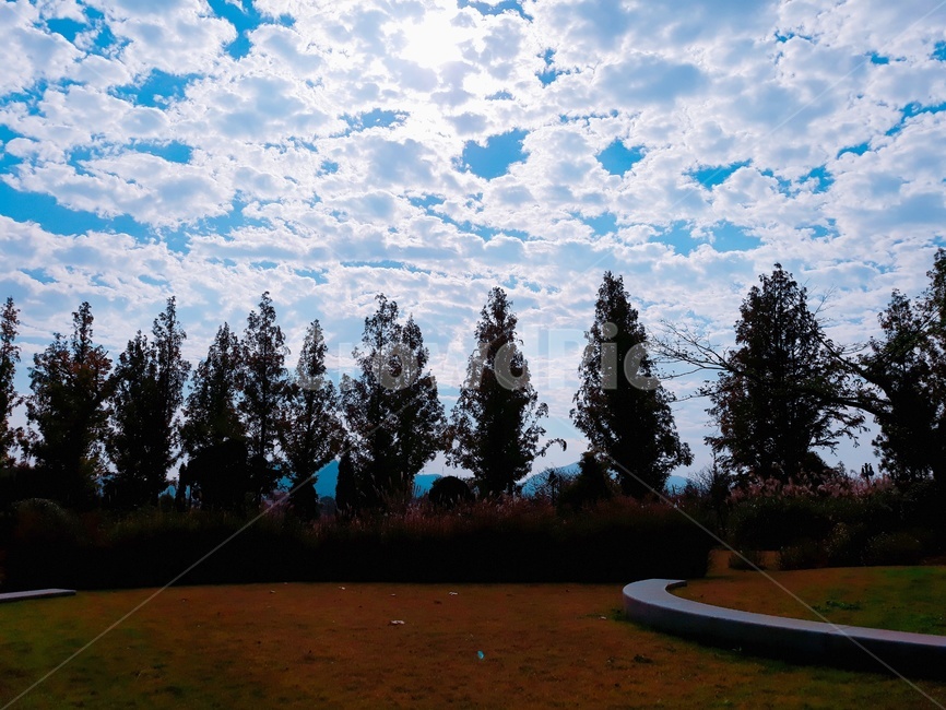 가로수,자연,하늘,구름,streettree,nature,cloud,sky