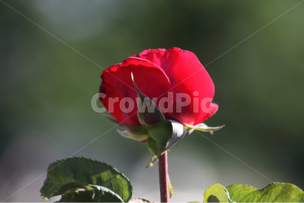 장미,덩굴식물,꽃,정원수,rose