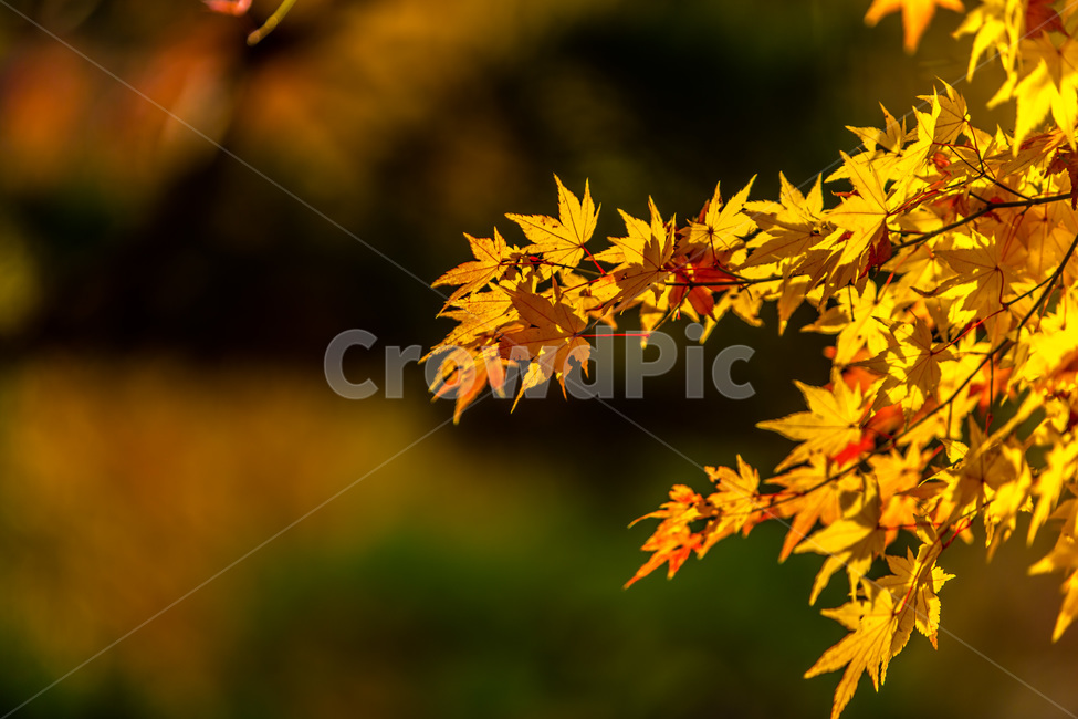 가을,낙엽,숲,단풍,풍경,자연,힐링,가을,계절,fall,autumn,season,자연,풍경,nature,landscape,leaf,잎,plant,식물