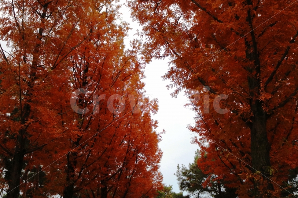 가을,나무,단풍,공원,주황,주황색,아름다운,산책,휴일,여행,숲,숲속,나뭇가지,나뭇잎,가을,계절,fall,autumn,season,자연,풍경,nature,landscape,식물,plants,나무,trees,wood,plant,tree,maple,leaf,잎