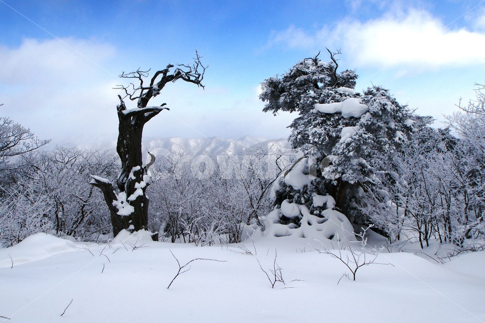 덕유산,설경,푸른하늘,눈,상고대,무주,주목,겨울,계절,winter,season,자연,풍경,nature,landscape,tree,나무,plant,식물,outdoors,옥외