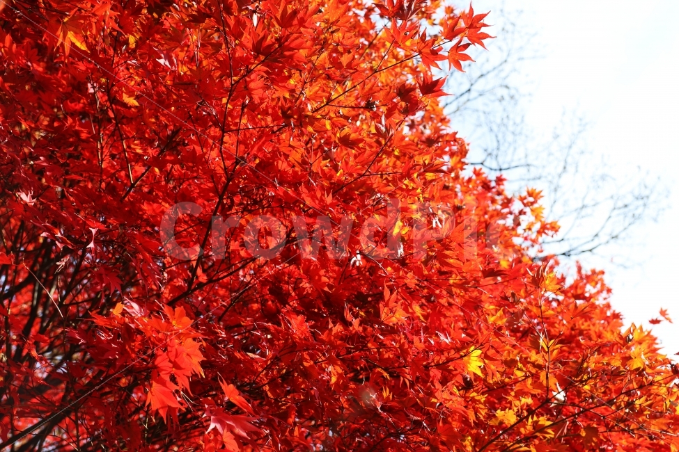 단풍,가을,가을단풍,풍경,가을풍경,가을배경,가을,계절,fall,autumn,season,식물,자연,plants,nature,leaf,잎,plant,tree,나무,maple