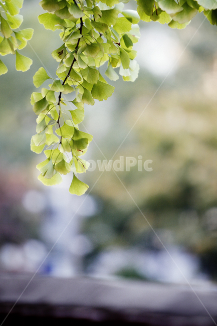 plant,식물,은행나무,잎,ginkgo