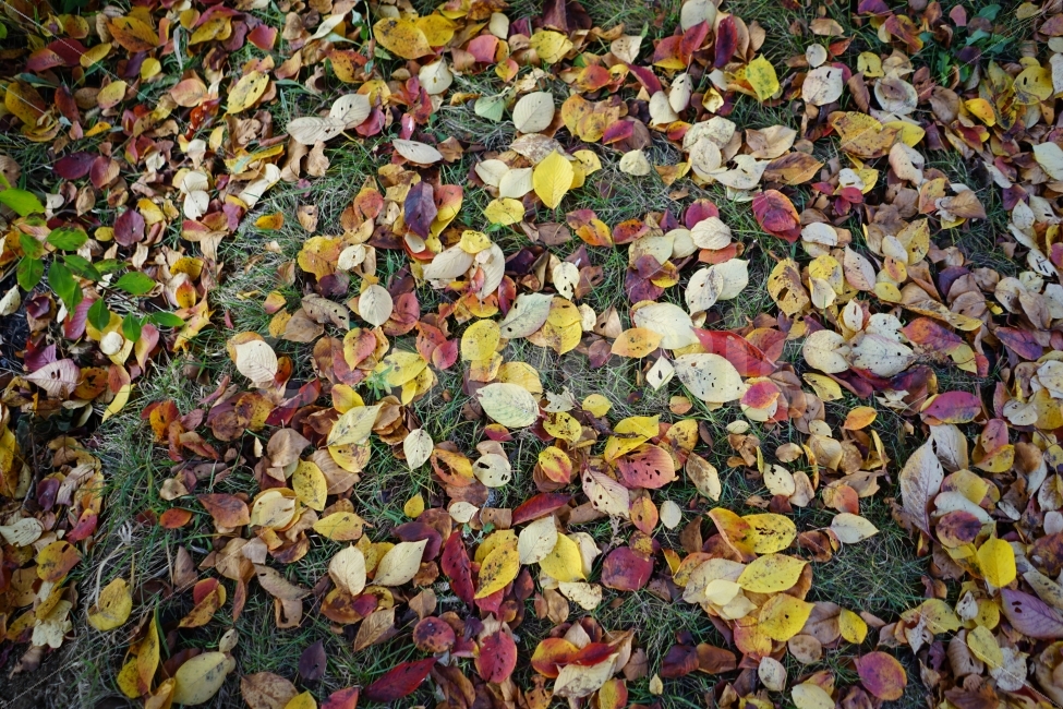 낙엽,가을,컬러풀,컬러,알록달록,잎사귀,풍경,배경,한국,가을,계절,fall,autumn,season,ground,바닥