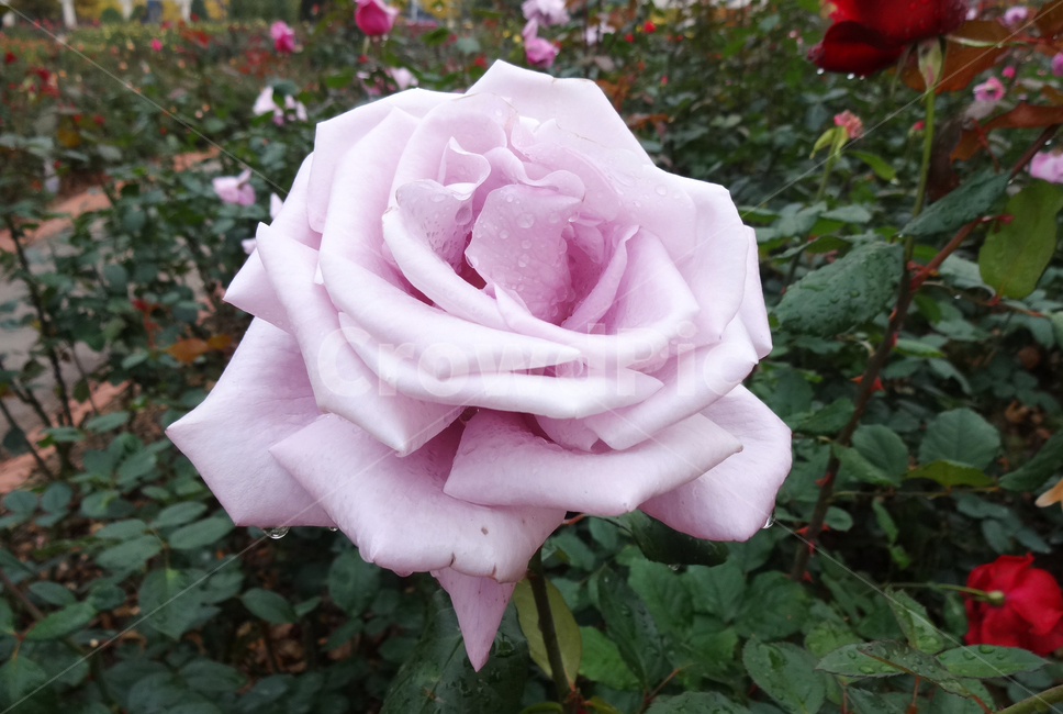 블루라이트,bluelight,보라색,일본장미,식물,꽃,장미,봄,공원,봉오리,꽃잎,꽃망울,비,꽃송이,야외,물방울,자연,봄비,화원,보라장미,보라색장미,젖은꽃잎,plant,flower,rose,spring,park,petal,bud,rain,blossom,outdoor,waterdrop,nature,springrain,landscape,flowergarden,violetrose,purplerose,wetpetal