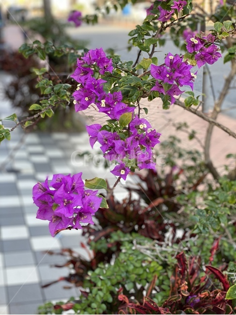 flower,제라늄,blossom,plant,식물,꽃,geranium,식물,자연,plants,nature,꽃,flower