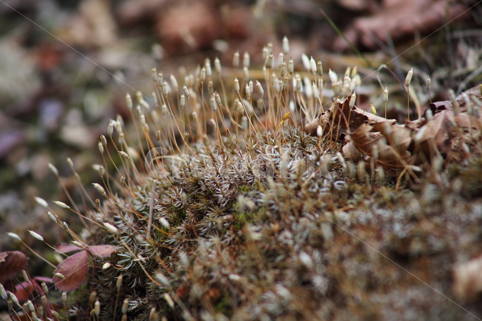 이끼,식물,선태식물,포자,moss,식물,자연,plants,nature
