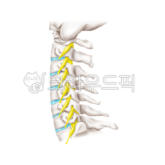 해부학, 메디컬일러스트, anatomy, 경추, 신경, 사진,이미지,일러스트,캘리그라피 - Nchuccida작가