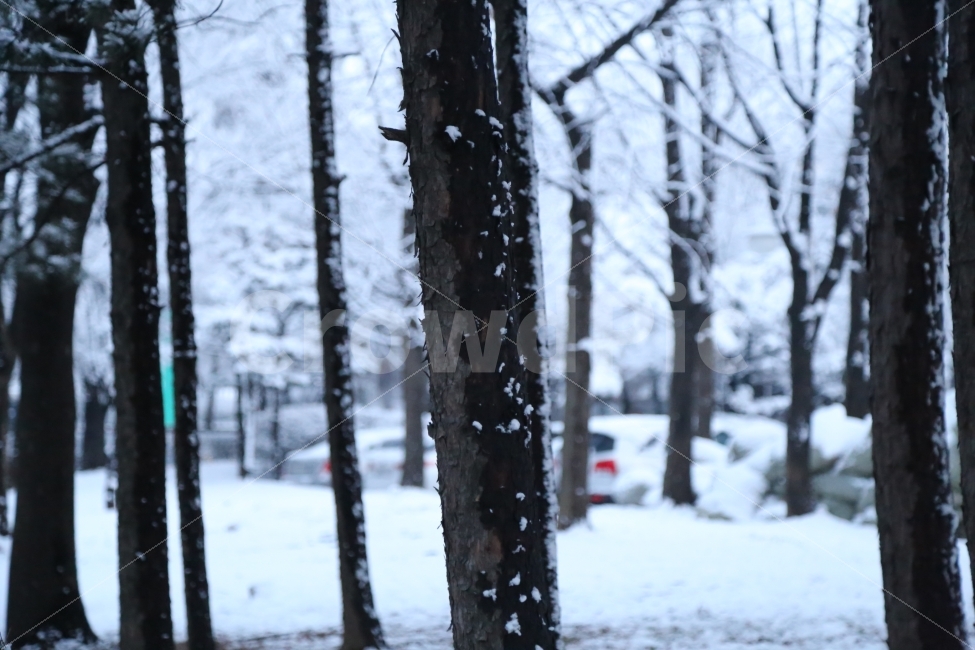 겨울풍경,눈내린,눈,겨울나무,눈쌓인,눈내린풍경,눈쌓인풍경,나무,산책,겨울산책,하얀가지,겨울,저녁,겨울,계절,winter,season,식물,자연,plants,nature,나무,trees,wood