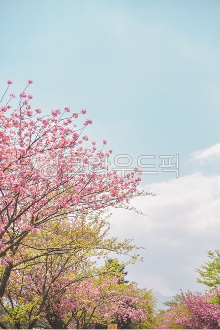 벚꽃,겹벚꽃,배경,하늘,구름