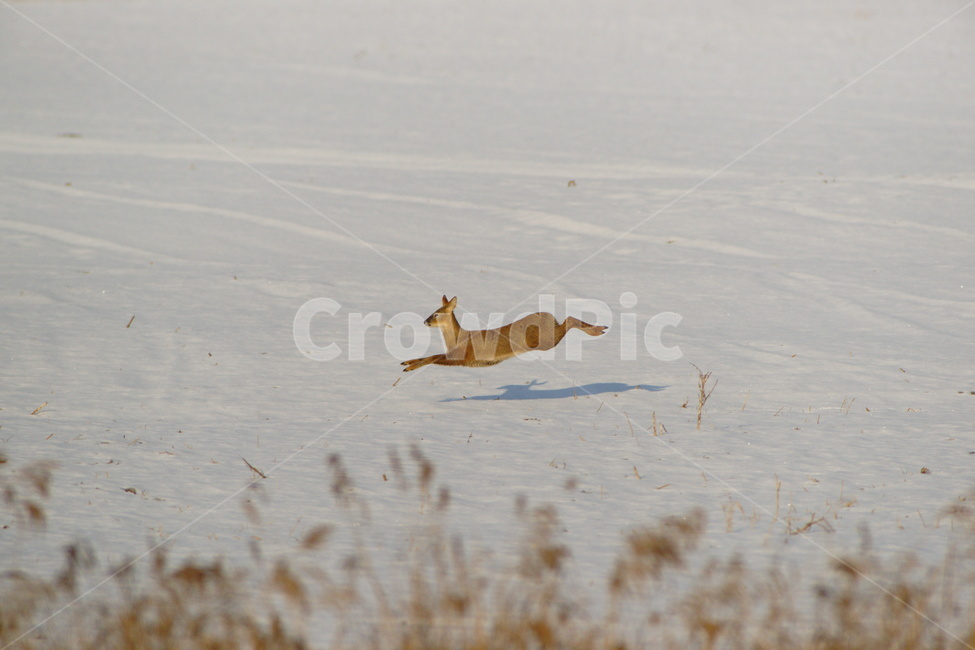 고라니,설경,동물,점프,야생,겨울,계절,winter,season,동물,animal,포유류,mammal
