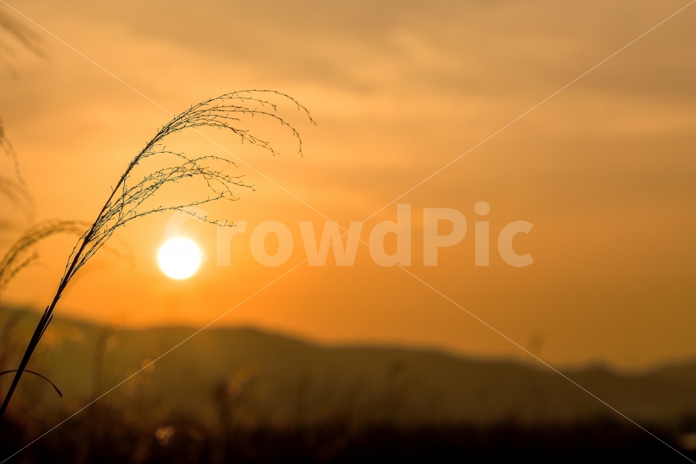 태양,sun,sunset,억새풀,풍경,배경,억새,감성,휴일,빛,햇빛,바탕,자연,풍경,nature,landscape,감성,sensible,feeling,outdoors,옥외,sunlight,sky,하늘