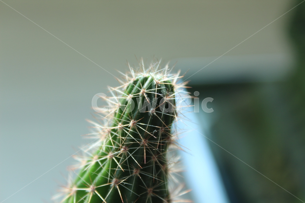 선인장,cactus,식물,plant,green
