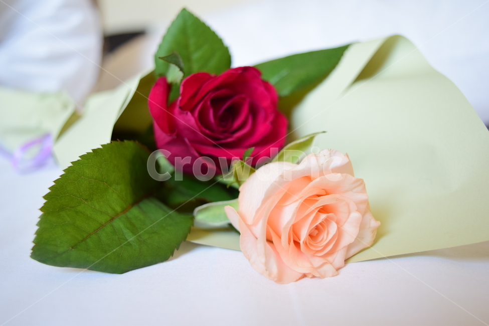 식물,꽃,장미,plant,flower,rose,꽃,flower