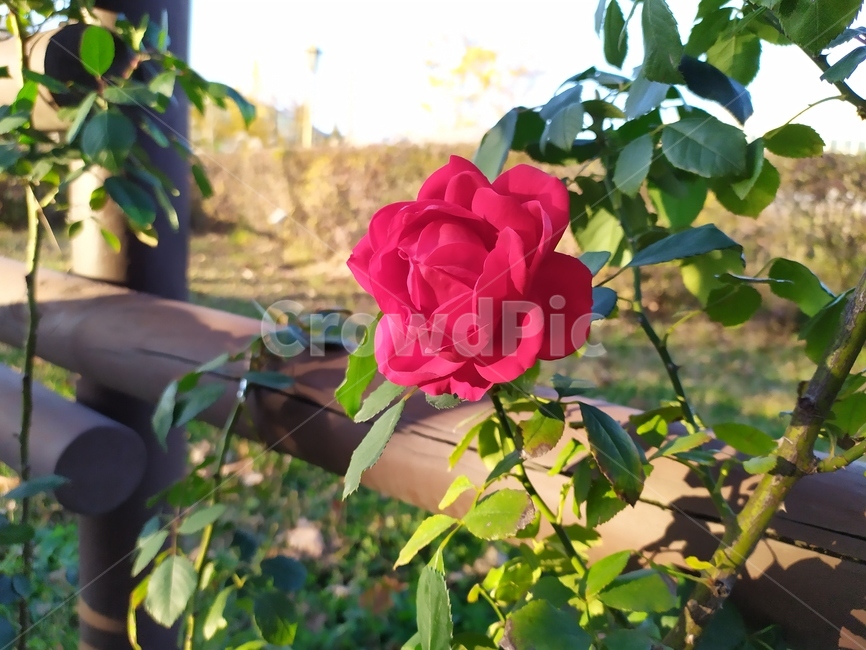 blossom,꽃,flower,rose,장미,plant,식물,식물,자연,plants,nature,꽃,flower