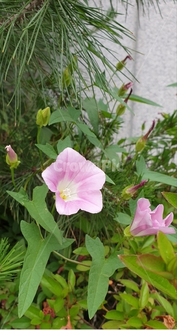 메꽃,매꽃,뫼꽃,분홍꽃,분홍색,꽃,플라워,flower,dicentra,식물,plants,nature,야생화,봄,계절,spring,season,자연,봄꽃,며늘치,백그라운드,가지,배경화면,감성,숲,생화,바탕화면,꽃잎